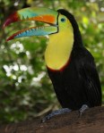 Toucan, in a tree