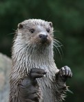 An otter, looking inquisitive and stuff