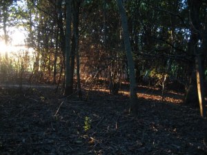 Sunlight through woodland