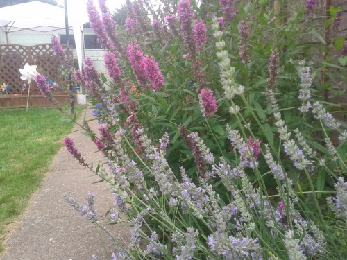 View from the garden