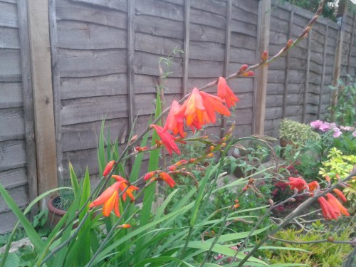 Crocosmia