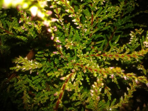 Close-up photo of heather