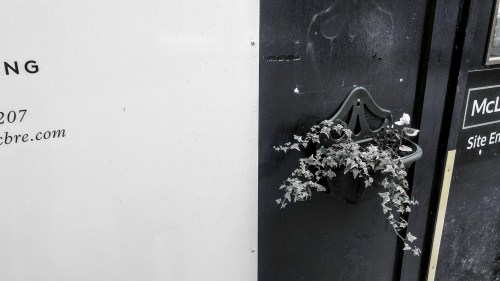 ivy in hanging basket