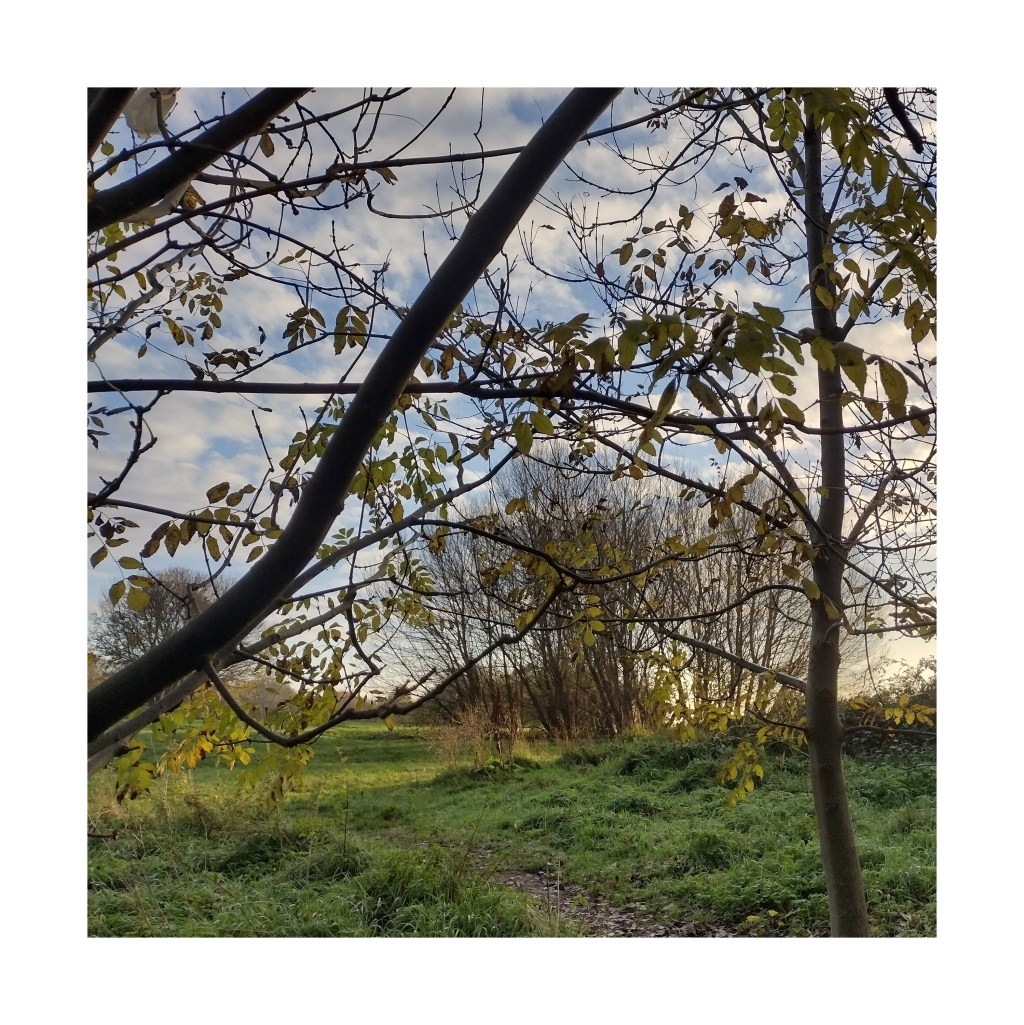 Trees and a blue sky