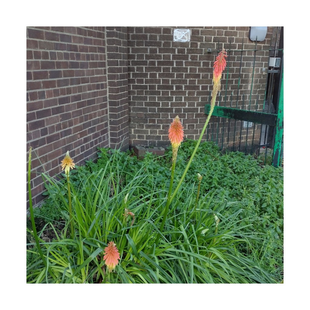 Kniphofia by wall