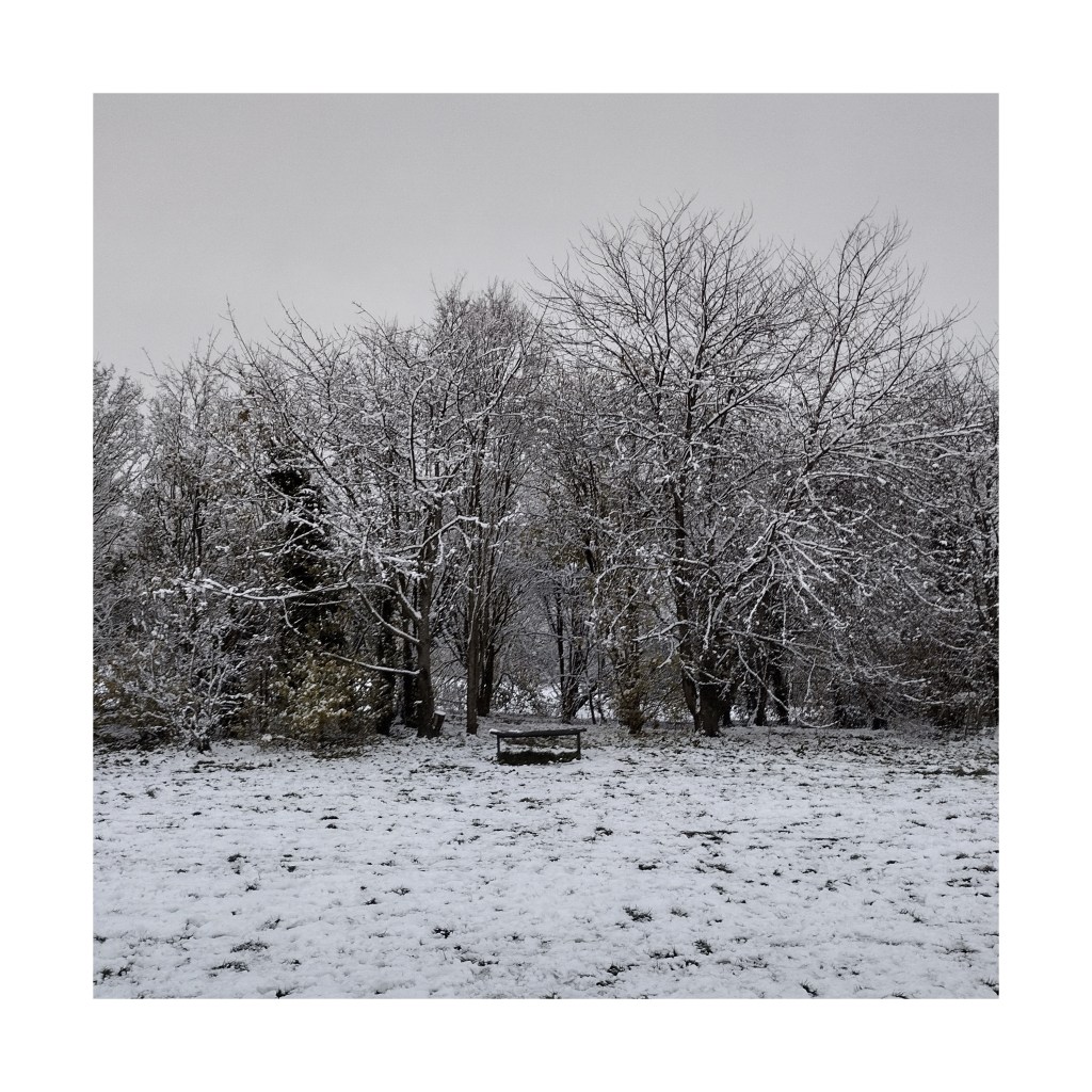 Bench in front of trees on snowy day